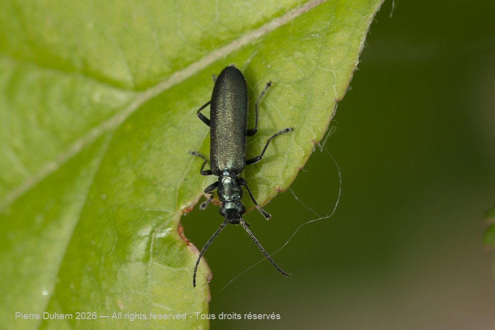 Insecta > Coleoptera > Oedemeridae > Ischnomera sp.