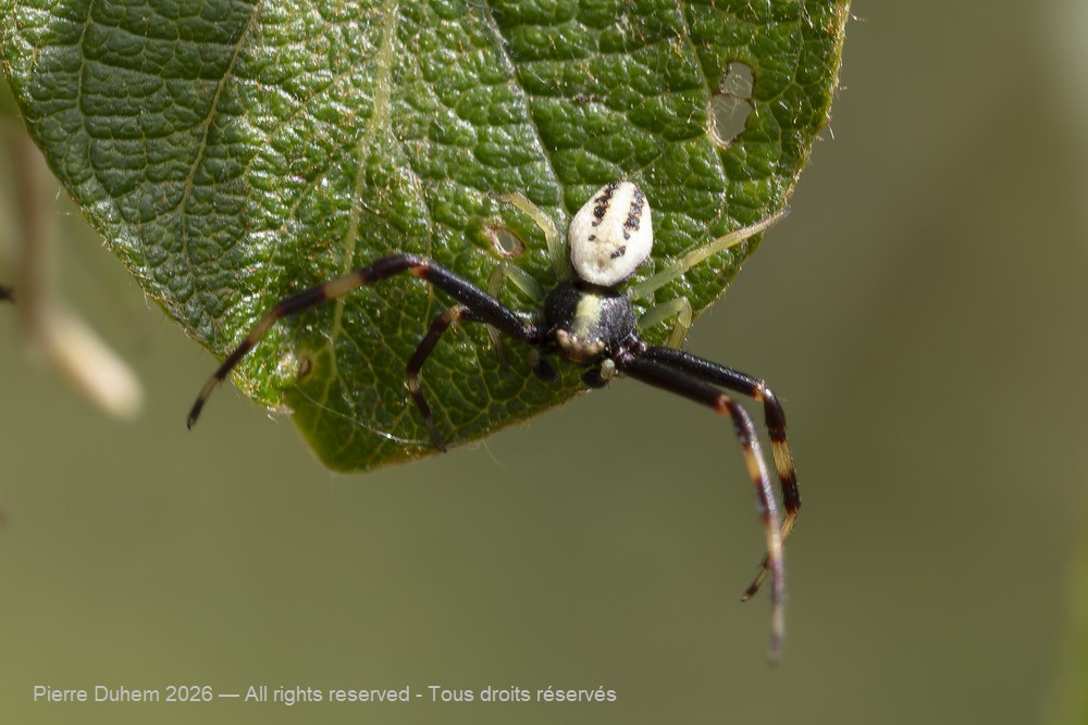 Arachnida > Araneae > Thomisidae > Misumena vatia