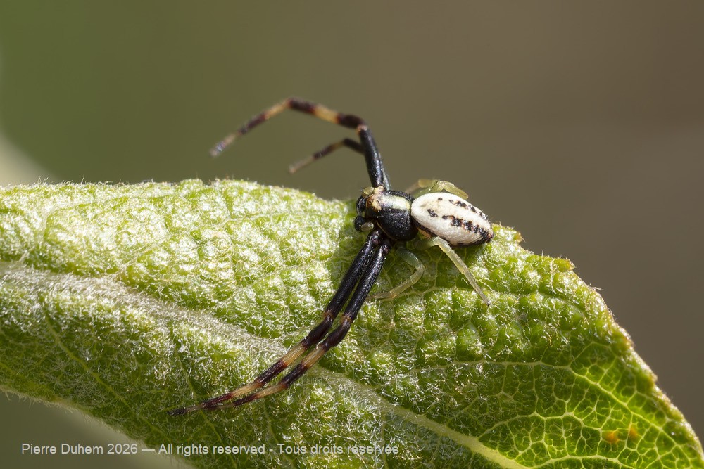 Arachnida > Araneae > Thomisidae > Misumena vatia