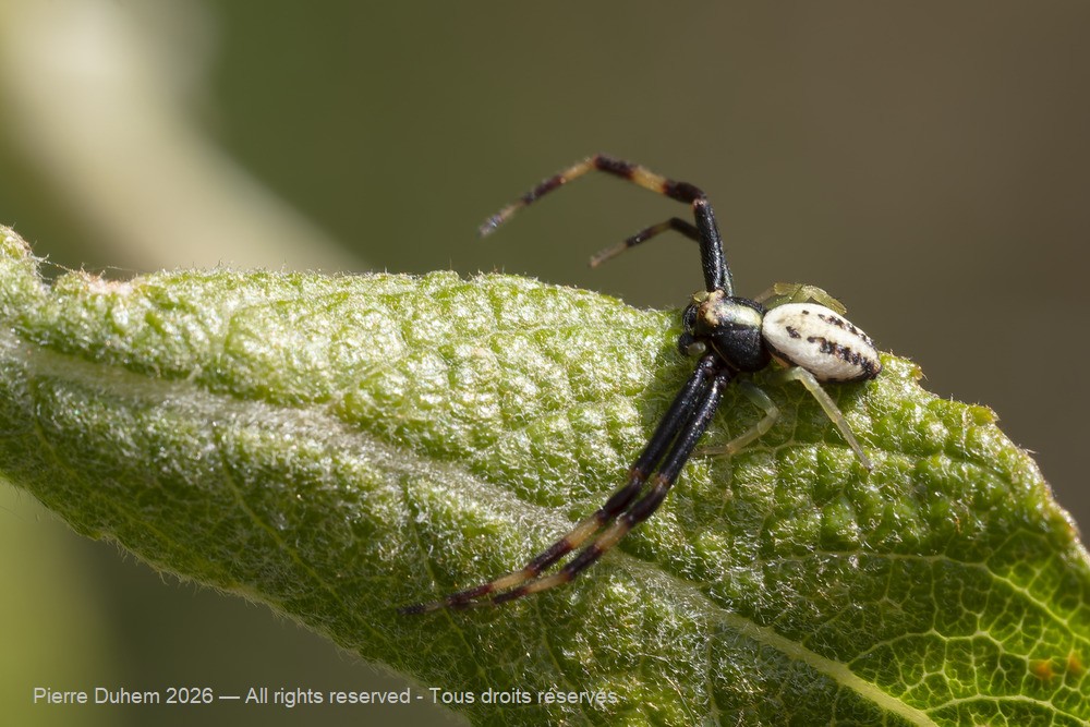 Arachnida > Araneae > Thomisidae > Misumena vatia