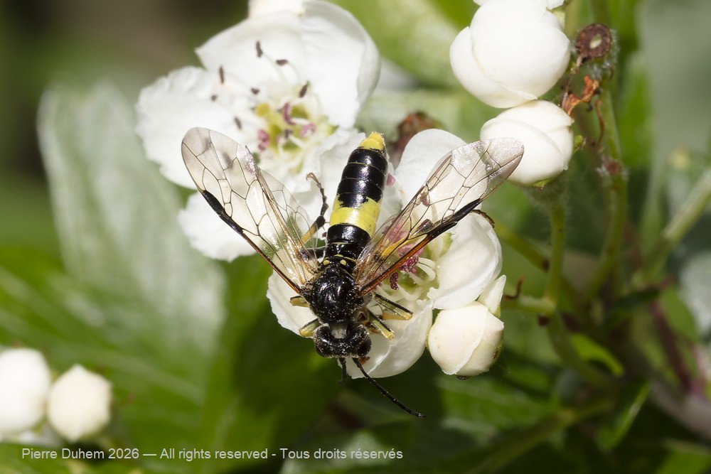 Insecta > Hymenoptera > Tenthredinidae > Tenthredo temula