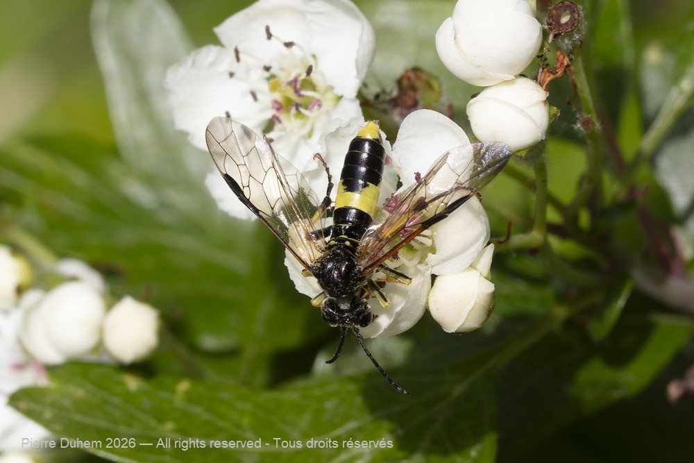 Insecta > Hymenoptera > Tenthredinidae > Tenthredo temula