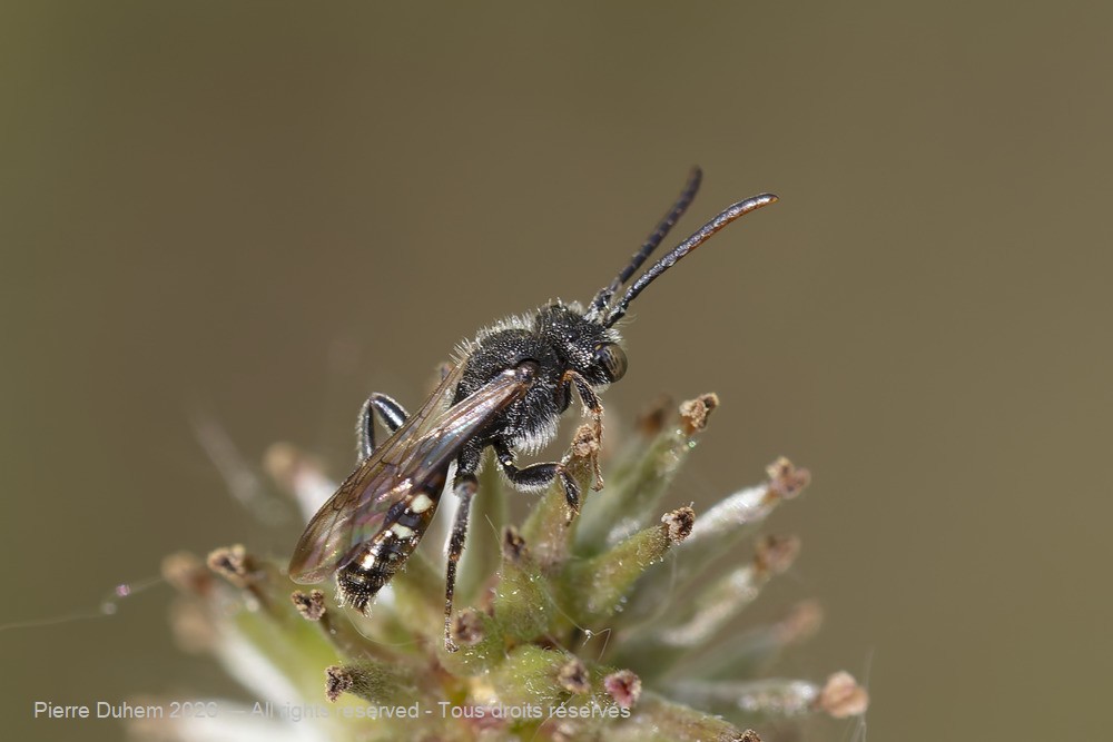 Insecta > Hymenoptera > Apidae > Nomada furva