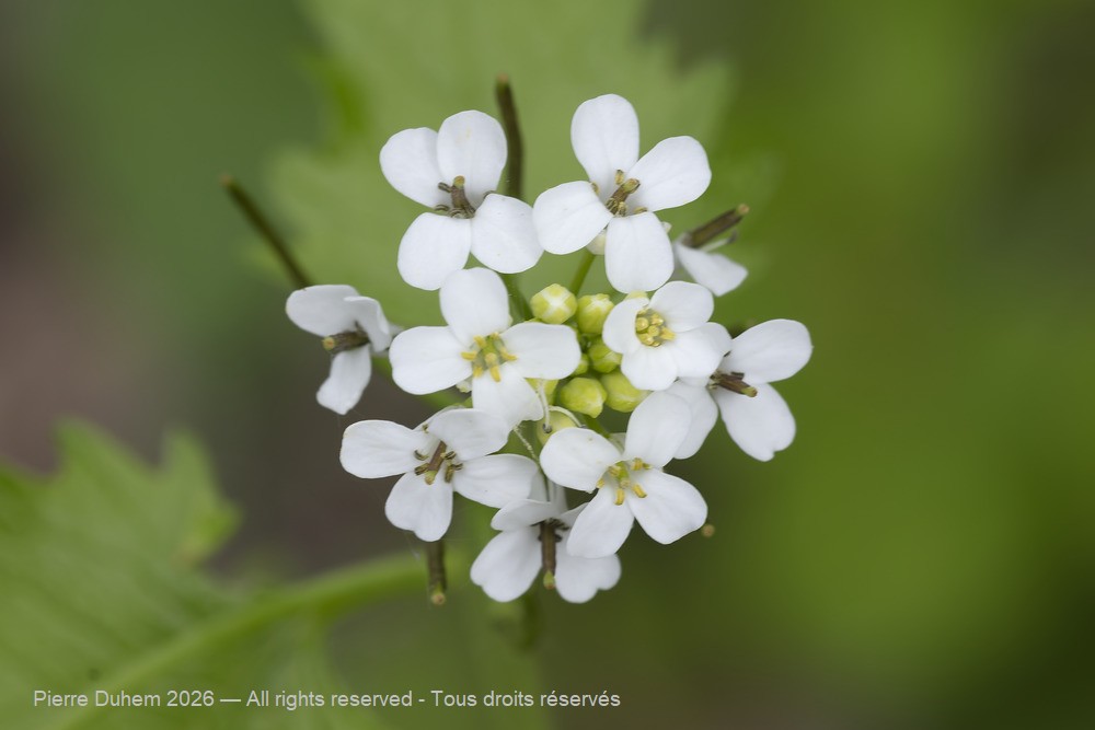  > Brassicales > Brassicaceae > Alliaria petiolata