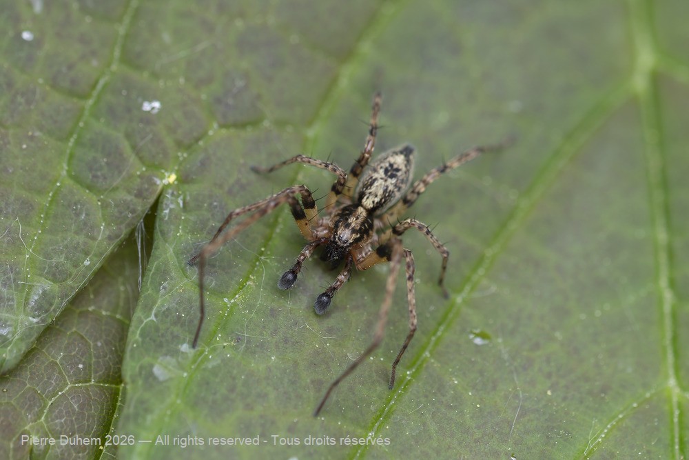 Arachnida > Araneae > Anyphaenidae > Anyphaena accentuata