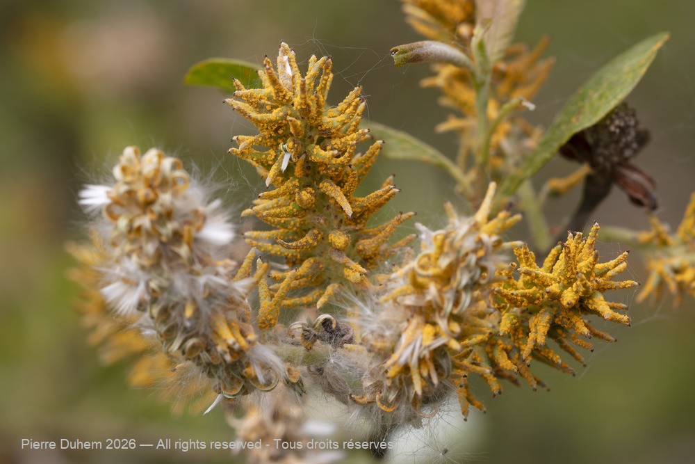  > Malpighiales > Salicaceae > Salix aurita