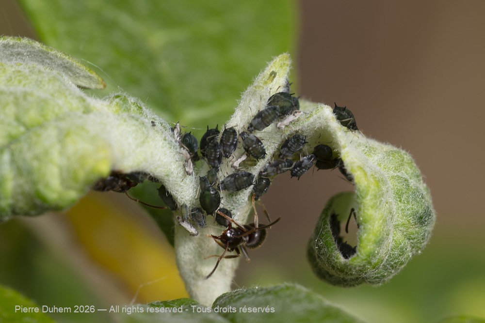 Insecta > Sternorrhyncha > Aphididae > Aphis fabae