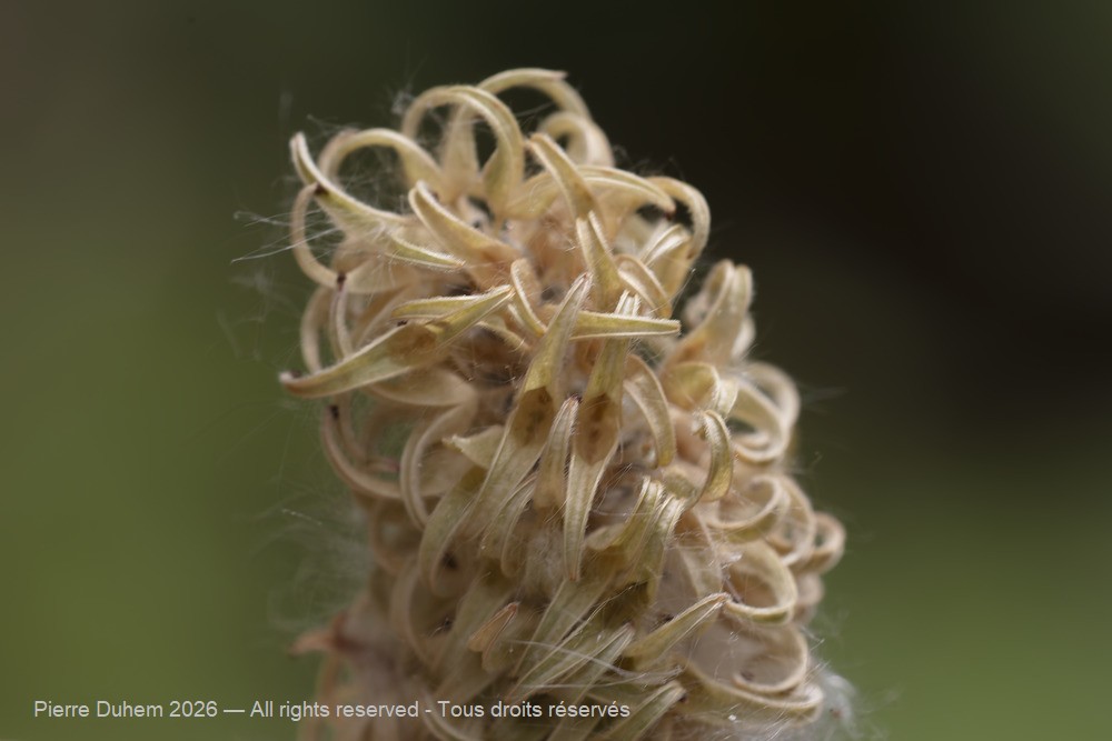  > Malpighiales > Salicaceae > Salix aurita