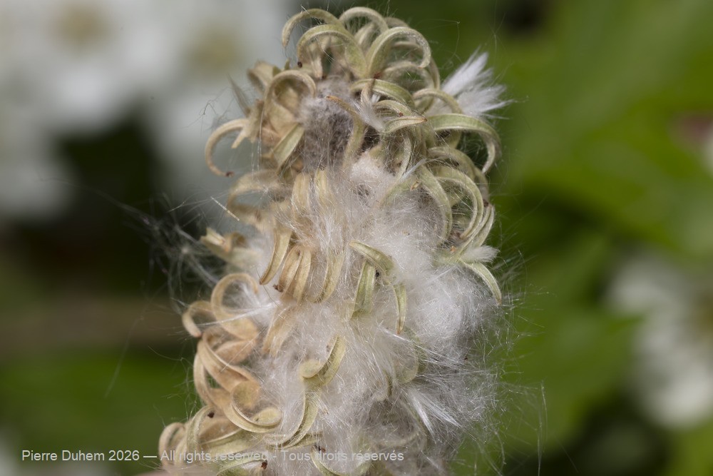  > Malpighiales > Salicaceae > Salix aurita