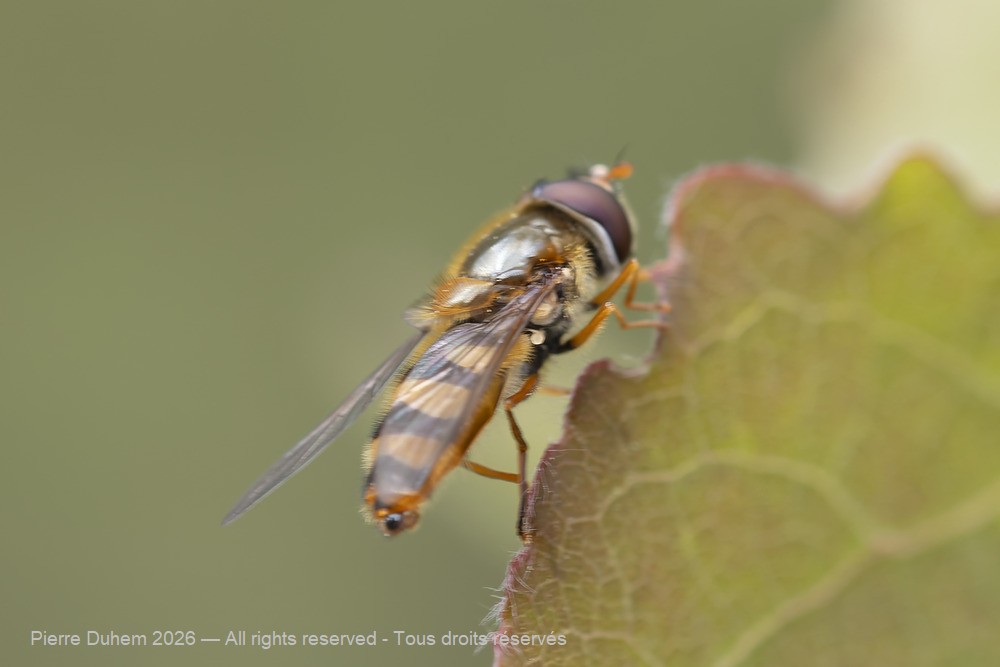 Insecta > Diptera > Syrphidae > Epistrophe nitidicollis
