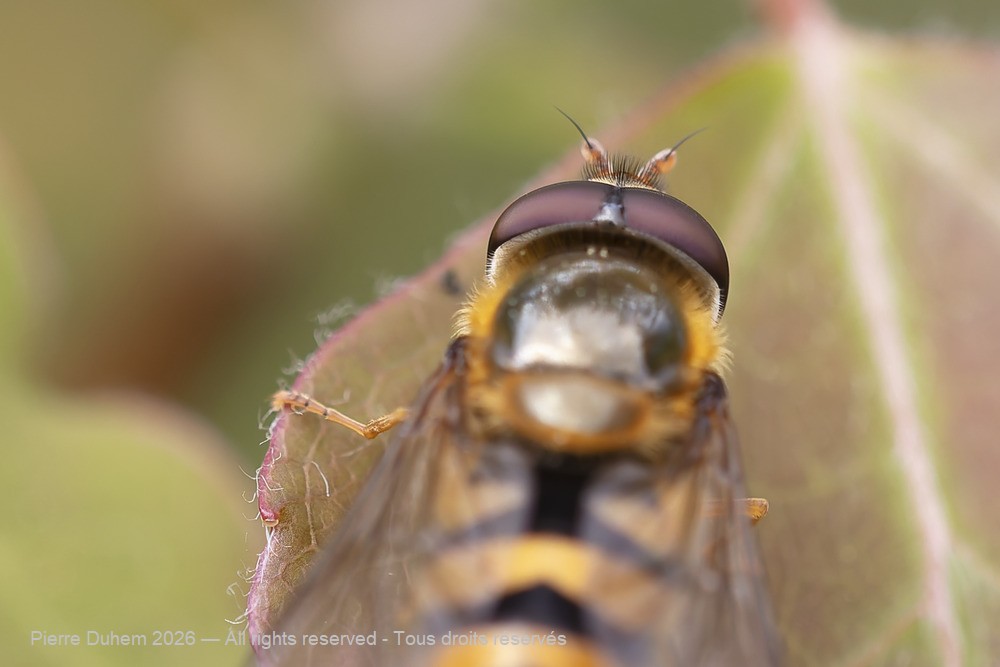Insecta > Diptera > Syrphidae > Epistrophe nitidicollis
