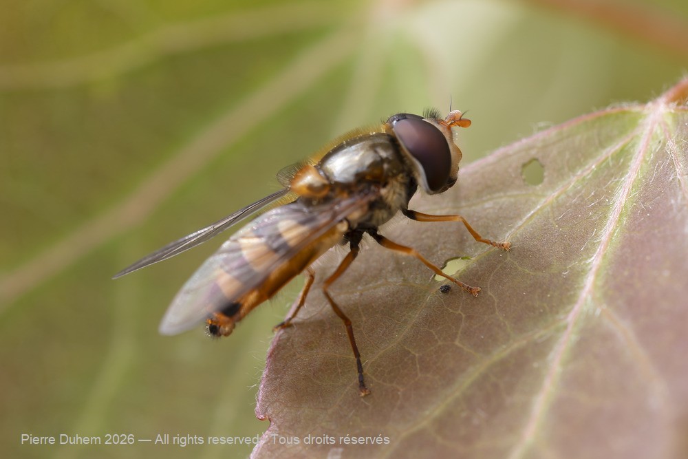 Insecta > Diptera > Syrphidae > Epistrophe nitidicollis