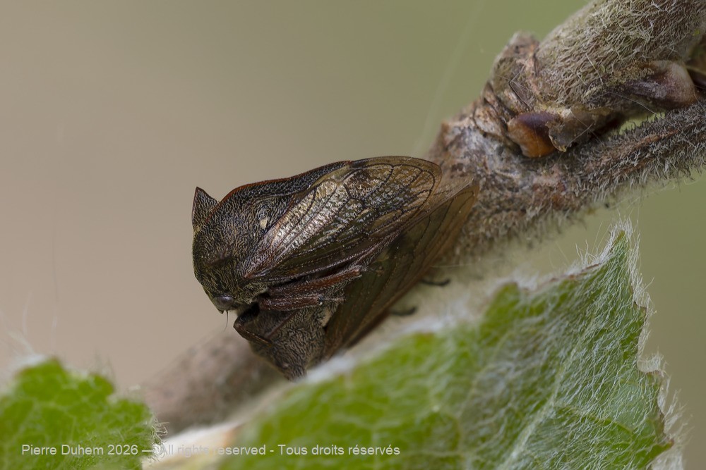 Insecta > Auchenorrhyncha > Membracidae > Centrotus cornutus