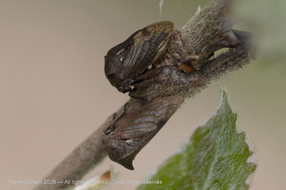 Insecta > Auchenorrhyncha > Membracidae > Centrotus cornutus