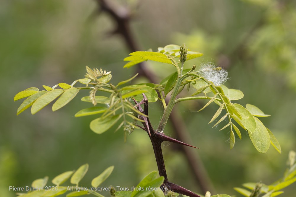  > Fabales > Fabaceae > Robinia pseudoacacia
