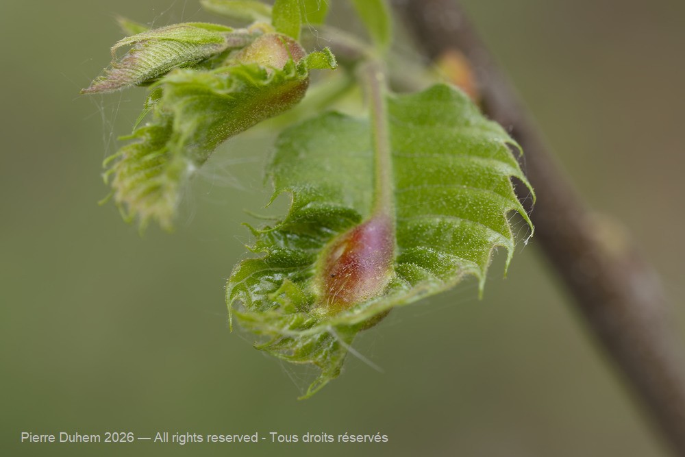 Insecta > Hymenoptera > Cynipidae > Dryocosmus kuriphilus