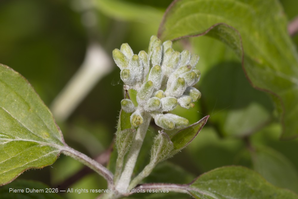  > Cornales > Cornaceae > Cornus sanguinea
