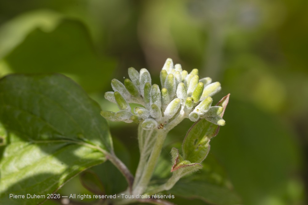  > Cornales > Cornaceae > Cornus sanguinea