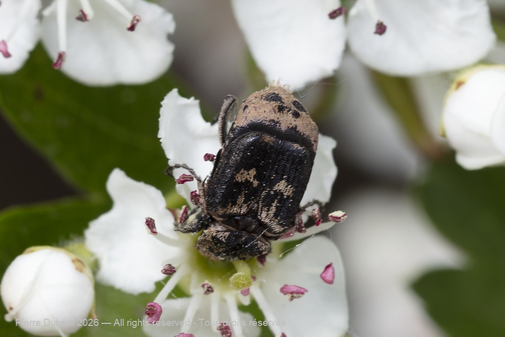 Insecta > Coleoptera > Scarabaeidae > Valgus hemipterus