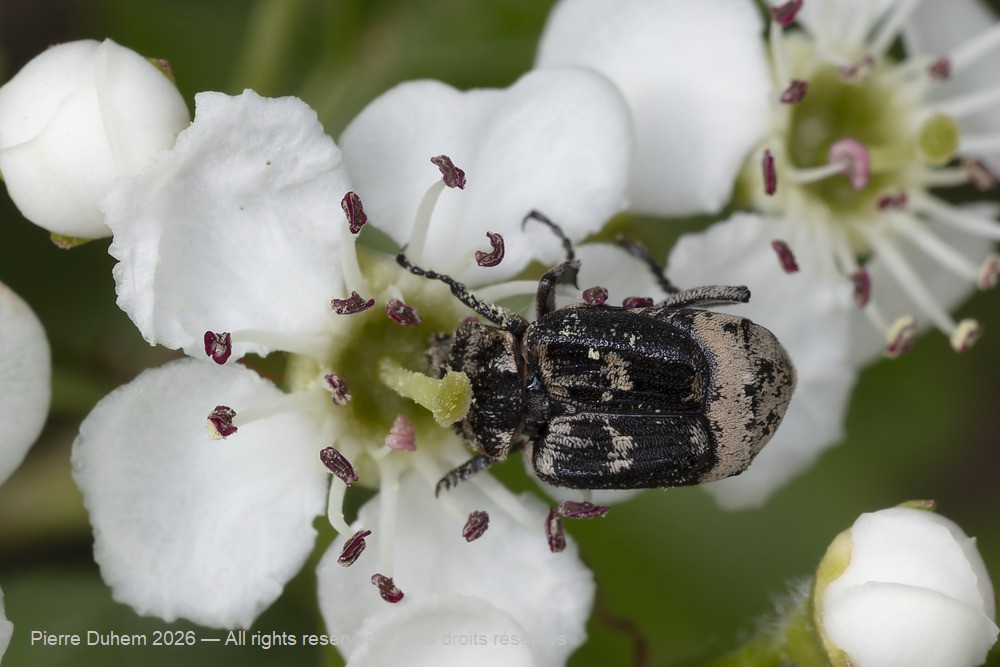 Insecta > Coleoptera > Scarabaeidae > Valgus hemipterus