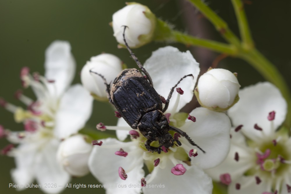 Insecta > Coleoptera > Scarabaeidae > Valgus hemipterus