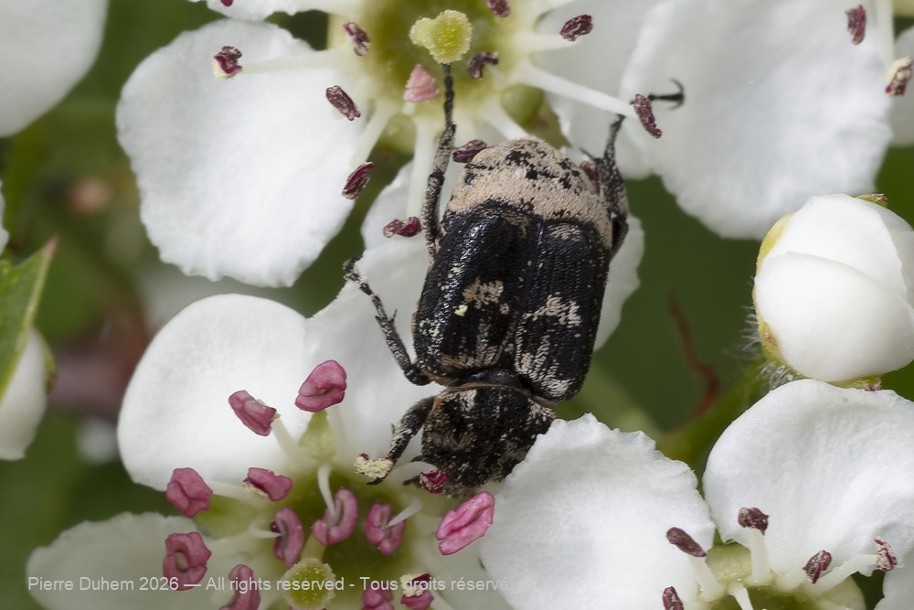 Insecta > Coleoptera > Scarabaeidae > Valgus hemipterus