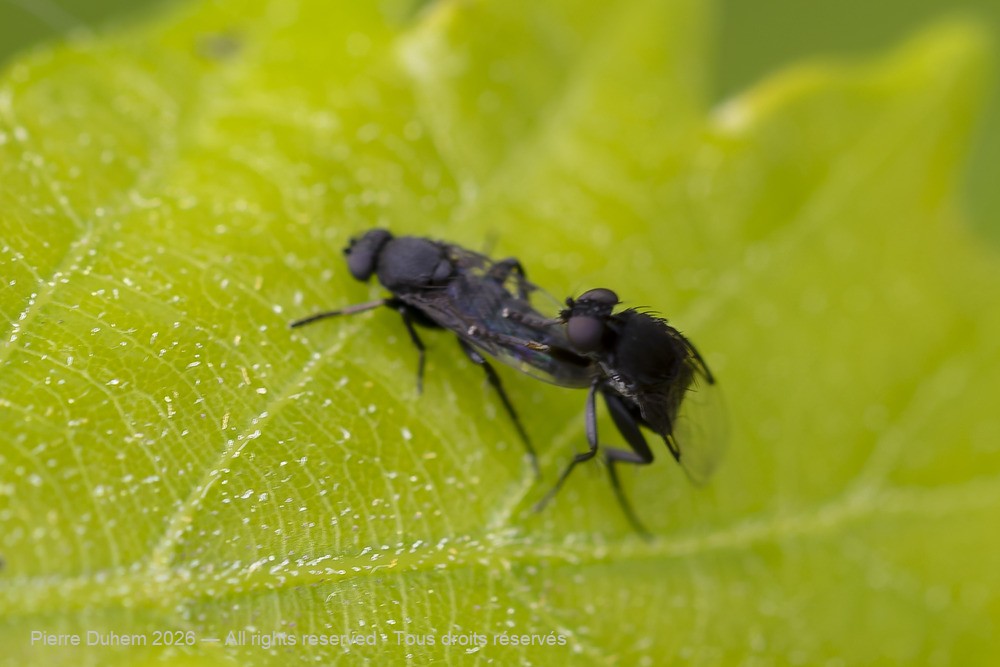 Insecta > Diptera > Phoridae > Phoridae