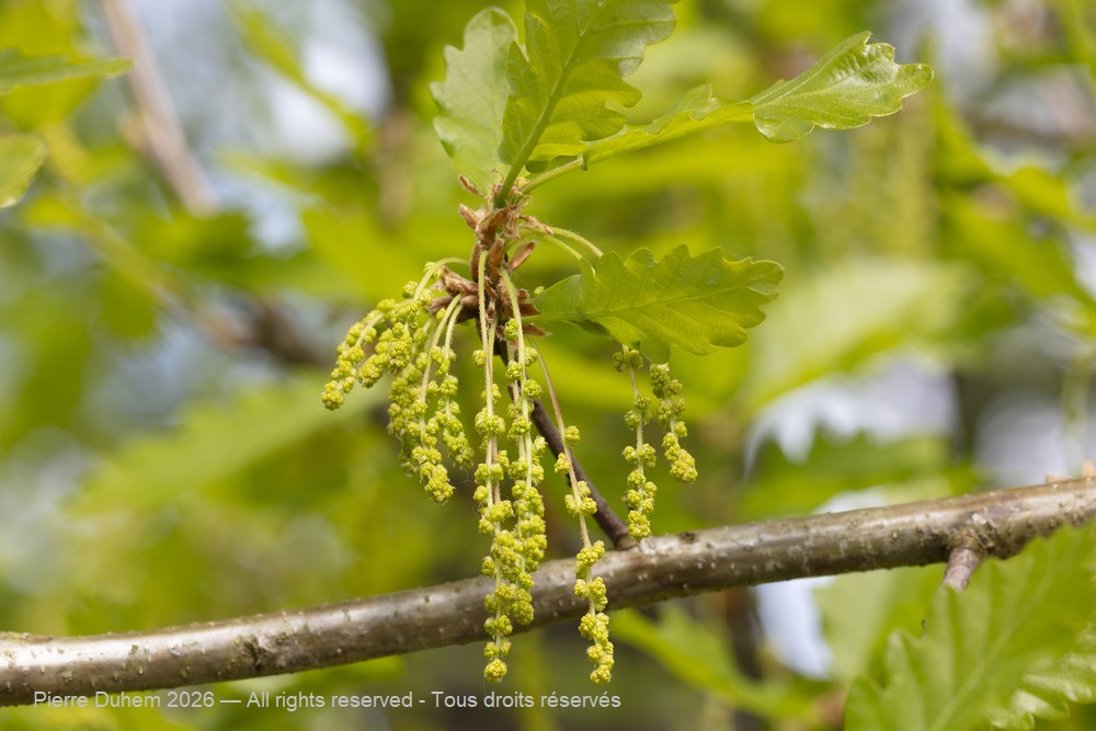  > Fagales > Fagaceae > Quercus pubescens