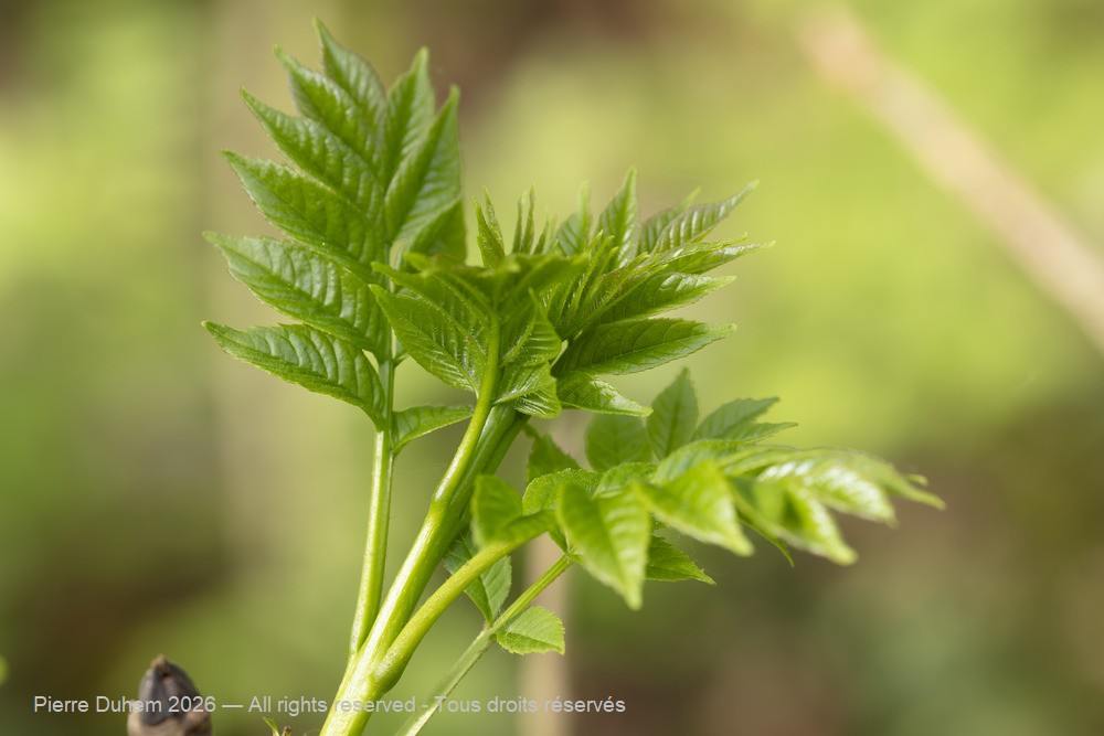 Fraxinus excelsior