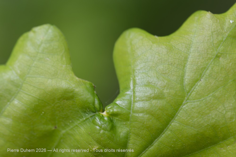 Insecta > Diptera > Cecidomyiidae > Macrodiplosis pustularis