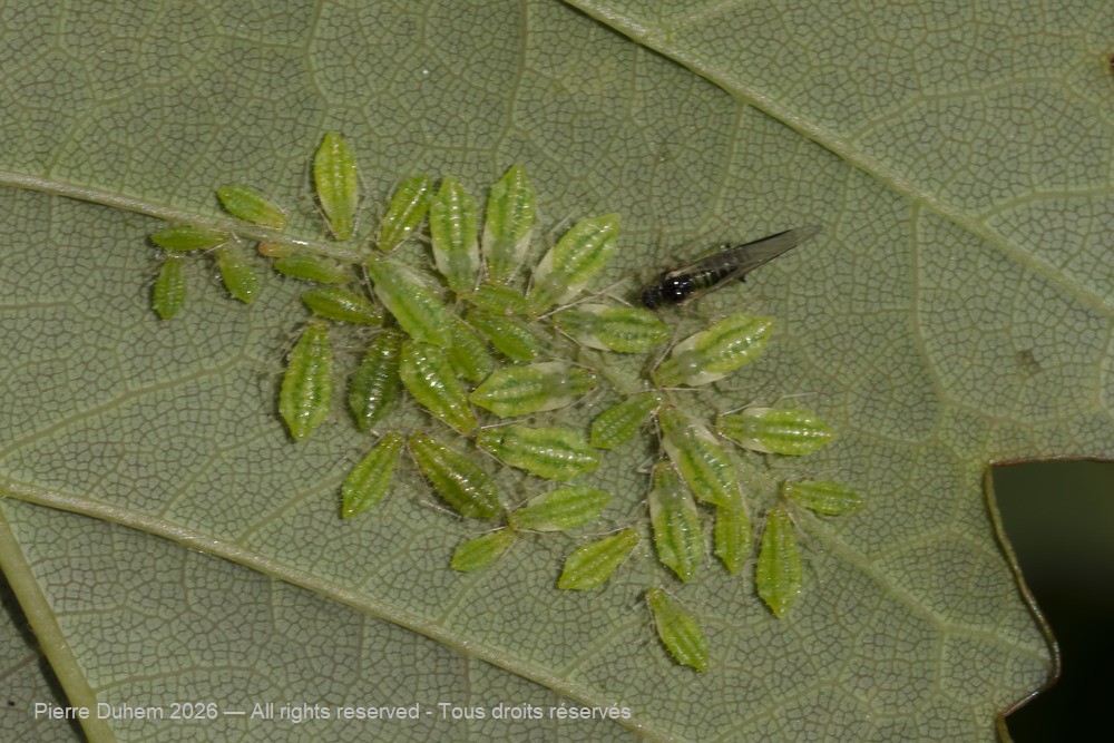 Insecta > Sternorrhyncha > Aphididae > Periphyllus acericola