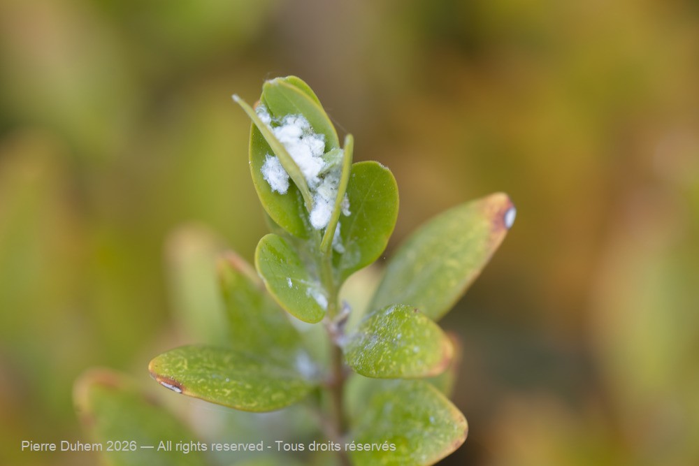 Insecta > Sternorrhyncha > Psyllidae > Psylla buxi
