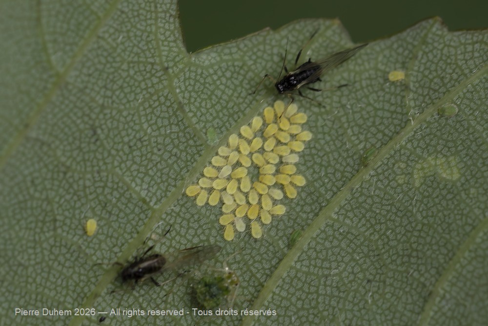 Insecta > Sternorrhyncha > Aphididae > Periphyllus acericola