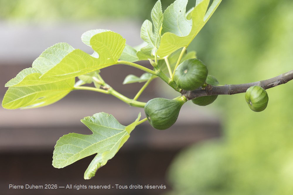  > Rosales > Moraceae > Ficus carica