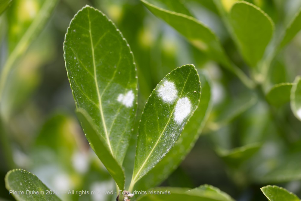 Fungi > Erysiphales > Erysiphaceae > Erysiphe euonymicola
