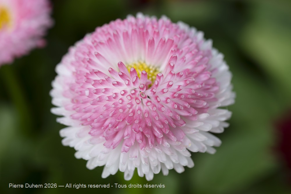  > Asterales > Asteraceae > Bellis rotundifolia