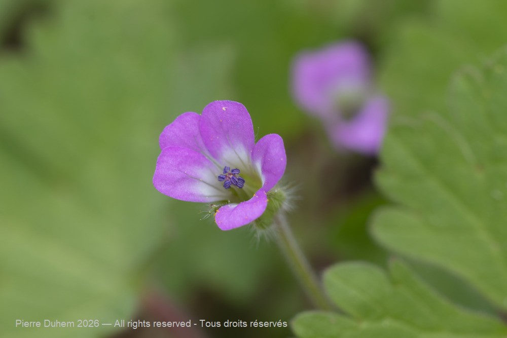 Geranium rotundifolium