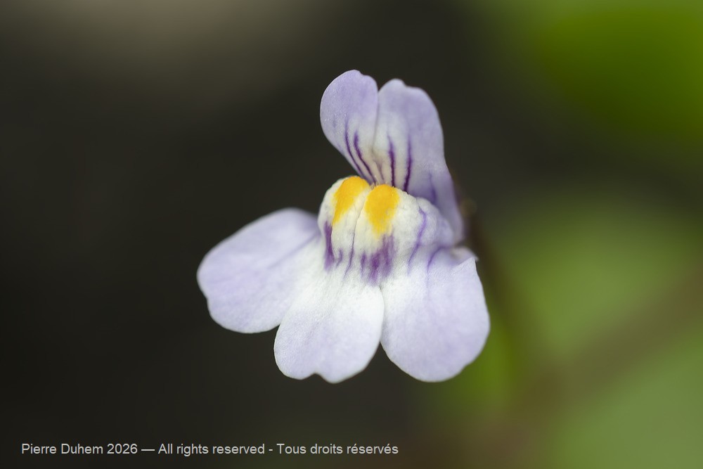  > Lamiales > Plantaginaceae > Cymbalaria muralis