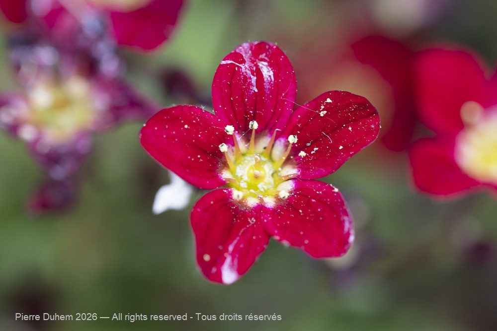  > Saxifragales > Saxifragaceae > Saxifraga rosacea