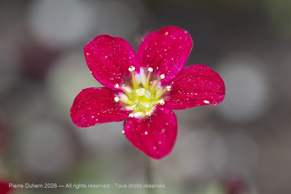  > Saxifragales > Saxifragaceae > Saxifraga rosacea