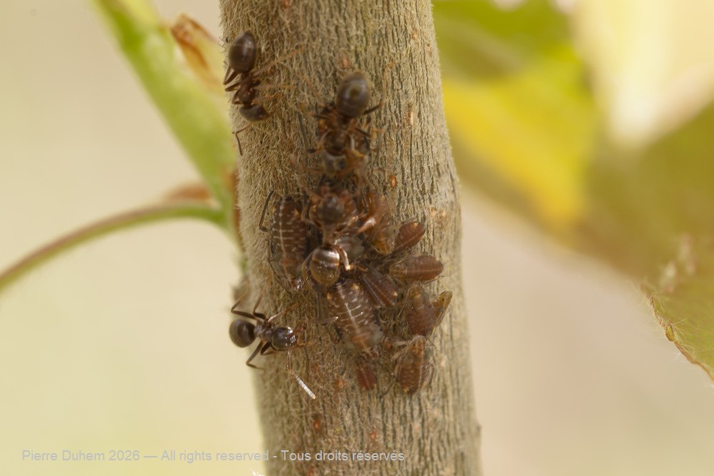Insecta > Sternorrhyncha > Aphididae > Pterocomma populeum