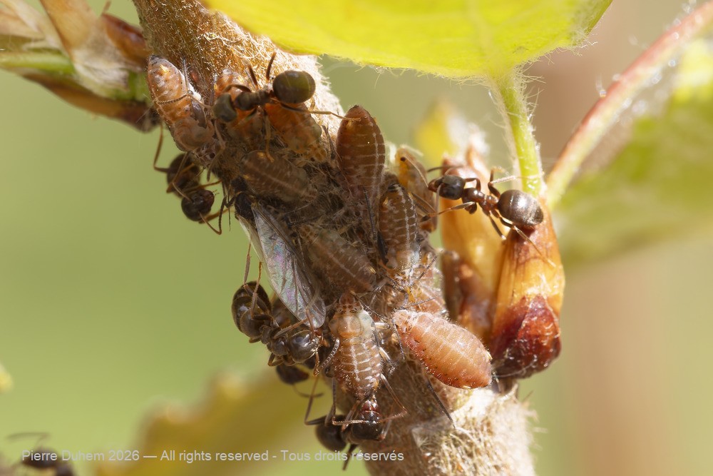 Insecta > Sternorrhyncha > Aphididae > Pterocomma populeum