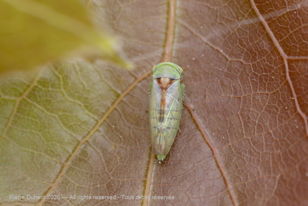Insecta > Auchenorrhyncha > Cicadellidae > Viridicerus ustulatus