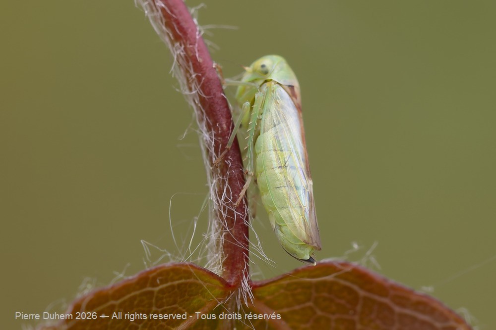 Insecta > Auchenorrhyncha > Cicadellidae > Viridicerus ustulatus