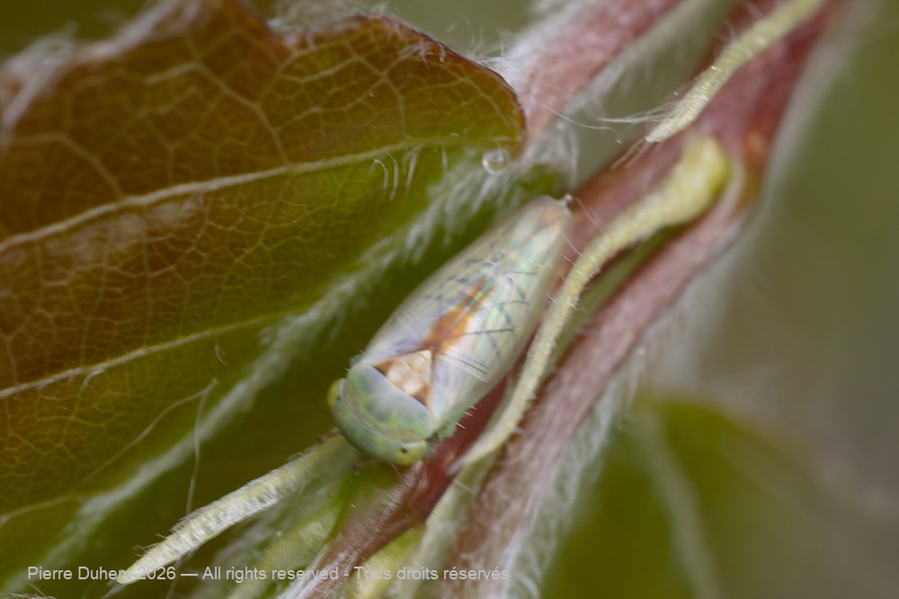 Insecta > Auchenorrhyncha > Cicadellidae > Viridicerus ustulatus