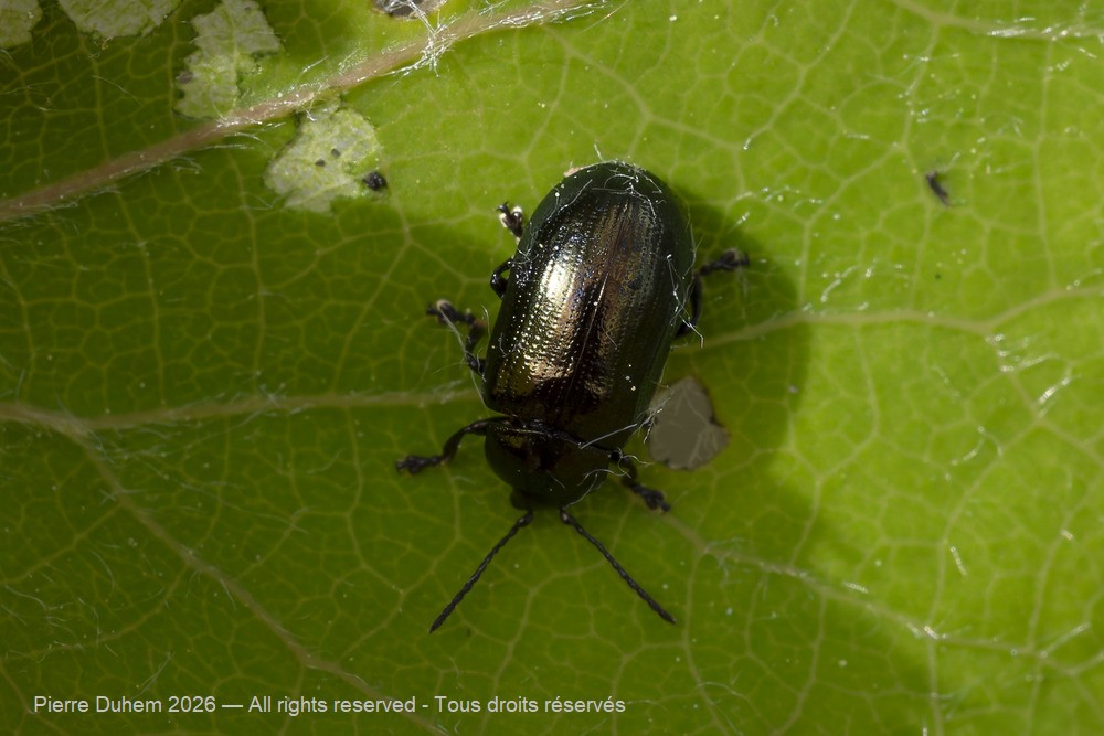 Insecta > Coleoptera > Chrysomelidae > Crepidodera aurea