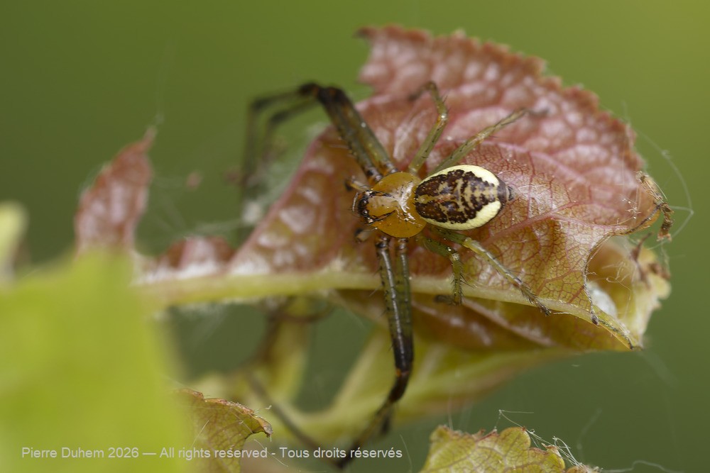 Arachnida > Araneae > Thomisidae > Diaea dorsata