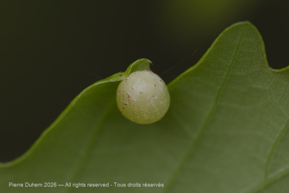 Insecta > Hymenoptera > Cynipidae > Cynips quercusfolii