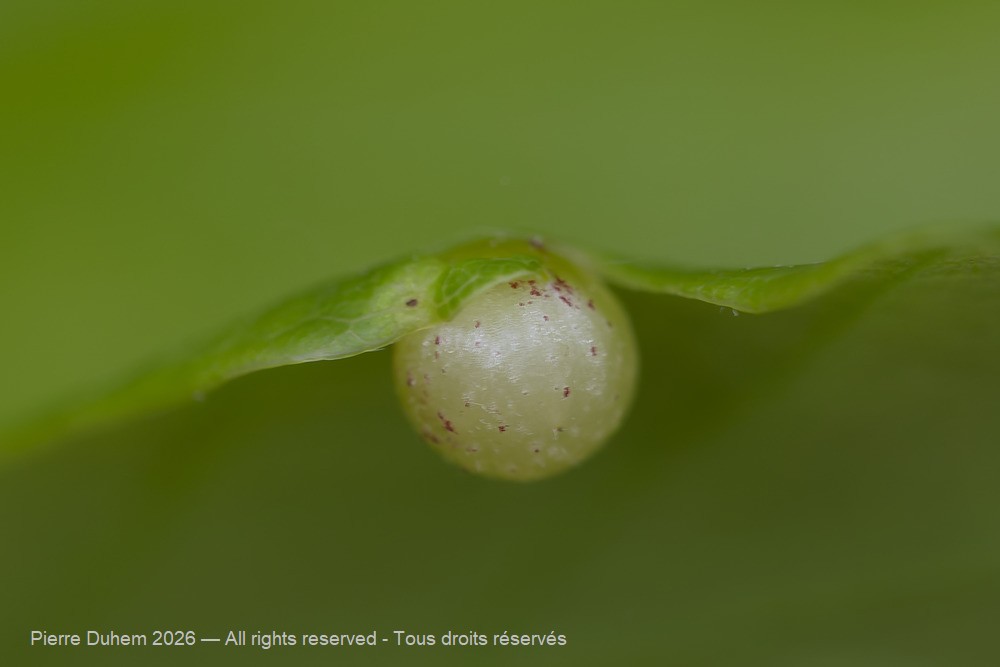 Insecta > Hymenoptera > Cynipidae > Cynips quercusfolii