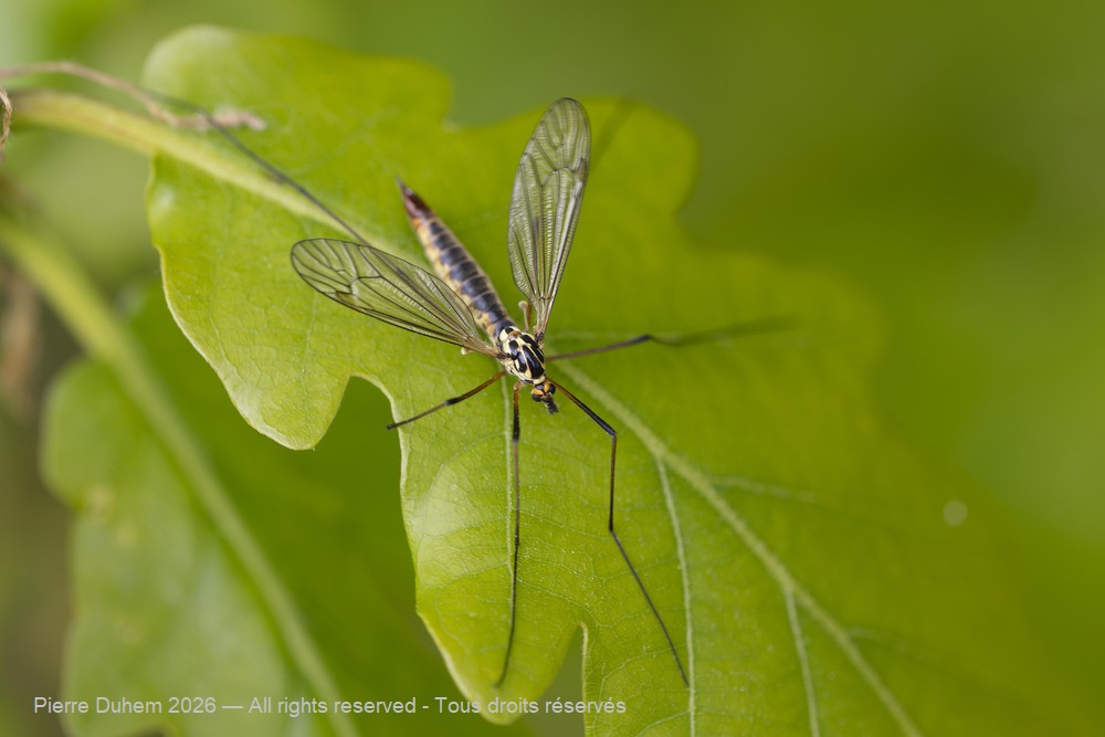 Insecta > Diptera > Tipulidae > Nephrotoma appendiculata